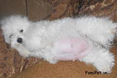 Bổ sung dinh dưỡng cho chó poodle mang thai như thế nào?