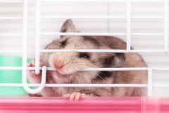 Cách nhận biết chuột hamster bị stress và các biện pháp xử lý