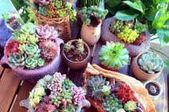 Cách nhân giống sen đá dễ dàng tại nhà