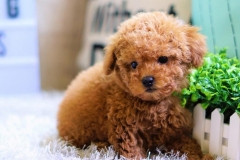 Chia sẻ cách nuôi chó poodle cảnh khỏe mạnh, thông minh