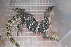 Cách nuôi Kỳ Đà Hoa làm thú cưng chi tiết nhất