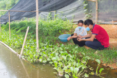 Bật mí cách nuôi ốc nhồi hiệu quả, cơ bản bà con tham khảo