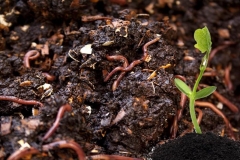 Hướng dẫn cách nuôi trùn quế tại nhà cho những ai chưa biết