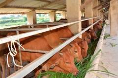 Cách phòng bệnh cho bò an toàn và hiệu quả