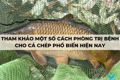 Tham khảo một số cách phòng trị bệnh cho cá chép phổ biến hiện nay
