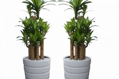 Cách trồng cây phát tài: Hướng dẫn cách chăm sóc cây phát tài trong nhà luôn tươi tốt