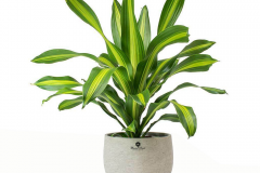 Cách trồng cây phát tài trong nước đơn giản để cây cho dáng đẹp, phong thủy tốt