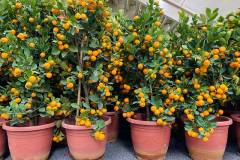Cách trồng cây quất trong chậu cho trái quanh năm 