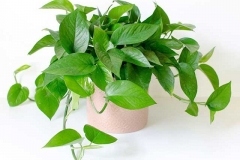 Mách bạn cách trồng cây trầu bà trong nước phát triển nhanh