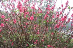 Mách bạn cách trồng đào sau tết đúng cách, hiệu quả