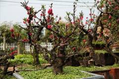 Hướng dẫn cách trồng đào thất thốn đúng cách sau tết