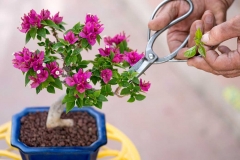 Cách trồng hoa giấy trong chậu hiệu quả để cây phát triển tốt, cho hoa quanh năm