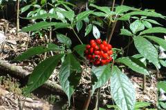 Các điều kiện trồng sâm Ngọc Linh để cây phát triển tốt nhất 