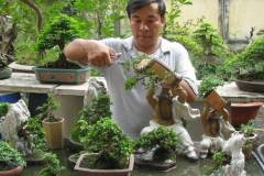 Hướng dẫn cách uốn cây cảnh chi tiết cho người mới bắt đầu 