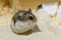 Cát tắm cho chuột hamster là gì? Công dụng và các loại cát tắm cho chuột hamster
