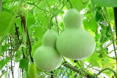 Cây bầu hồ lô: Nguồn gốc, đặc điểm và công dụng