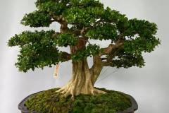 Tổng hợp các loại cây bonsai giá rẻ được yêu thích nhất