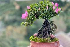 Top 9 cây bonsai mini giá rẻ được nhiều người ưa chuộng
