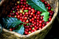 Giá cà phê hôm nay 10/1: Giá robusta đạt mức 2.435 USD/tấn