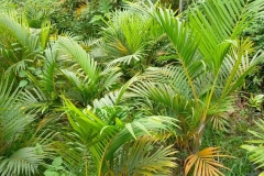 Cây cau vàng bị cháy lá: Nguyên nhân và cách khắc phục