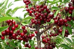 Cây cherry: Nguồn gốc và đặc điểm hình dáng