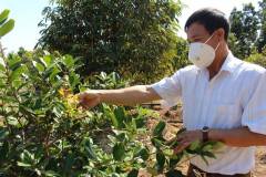 Nông dân Đăk Lăk trồng cây cherry bán đắt như “vàng”
