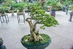 Mai chiếu thủy bị khô cành: nguyên nhân và cách khắc phục