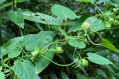 Cây đảng sâm - Đặc điểm phân bố và hình thái