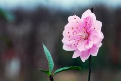 Cây đào giống: Nguồn gốc, đặc điểm và phân loại