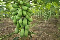 Cách bón phân cho giống đu đủ lùn đạt năng suất cao