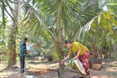 Nhu cầu dinh dưỡng và cách bón phân cho cây dừa lùn