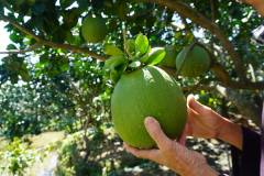 Cây giống bưởi da xanh: Nguồn gốc, đặc điểm hình dáng và sinh trưởng