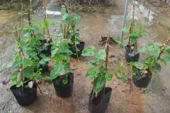 Cây giống hoa thiên lý: Nguồn gốc, đặc điểm thực vật và công dụng