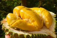 Cây giống sầu riêng musang king: nguồn gốc, đặc điểm và phân loại 