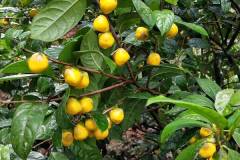 Làm giàu từ cây giống trà hoa vàng