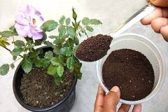 Biện pháp phòng ngừa cây hoa hồng bị úng nước vào mùa mưa