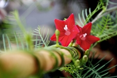 Hoa tóc tiên leo: Nguồn gốc, đặc điểm hình thái và sinh trưởng