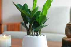 Cây Kim Tiền: Nguồn gốc, đặc điểm nhận biết, giá trị của cây kim tiền