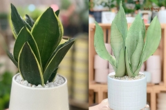 Cây lưỡi hổ: Tất tần tật thông tin cần biết về cây, công dụng của cây trong đời sống