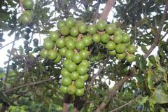 Nhu cầu dinh dưỡng và cách bón phân cho cây macca thời kỳ kiến thiết cơ bản