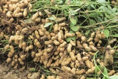 TOP các loại cây nông nghiệp ngắn ngày cho hiệu quả kinh tế cao