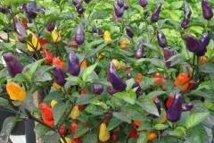 Nguồn gốc và đặc điểm hình dáng của cây ớt giống