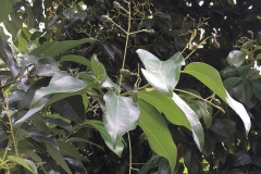 Phòng bệnh tua mực (u bướu) trên cây quế
