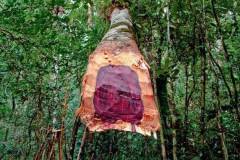 Nguồn gốc, đặc điểm hình dáng và ý nghĩa của cây sưa đỏ giống