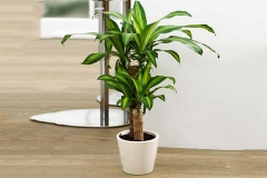 Cây Thiết mộc lan: Tìm hiểu nguồn gốc, đặc điểm, ý nghĩa phong thủy của cây