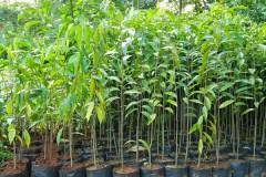 Tìm hiểu nguồn gốc, đặc điểm hình dáng, sinh thái của cây trầm hương giống 