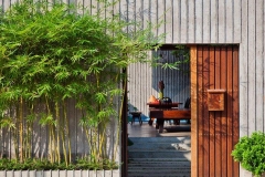 Cây trúc quân tử: đặc điểm, ý nghĩa của cây trong phong thủy và văn hóa phương Đông