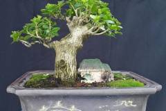 Chậu xi măng bonsai là gì? Công dụng, cấu tạo của chậu xi măng bonsai 