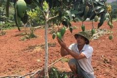 Cách trồng và chăm sóc cây xoài thái cho năng suất cao
