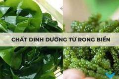 Chất dinh dưỡng từ rong biển